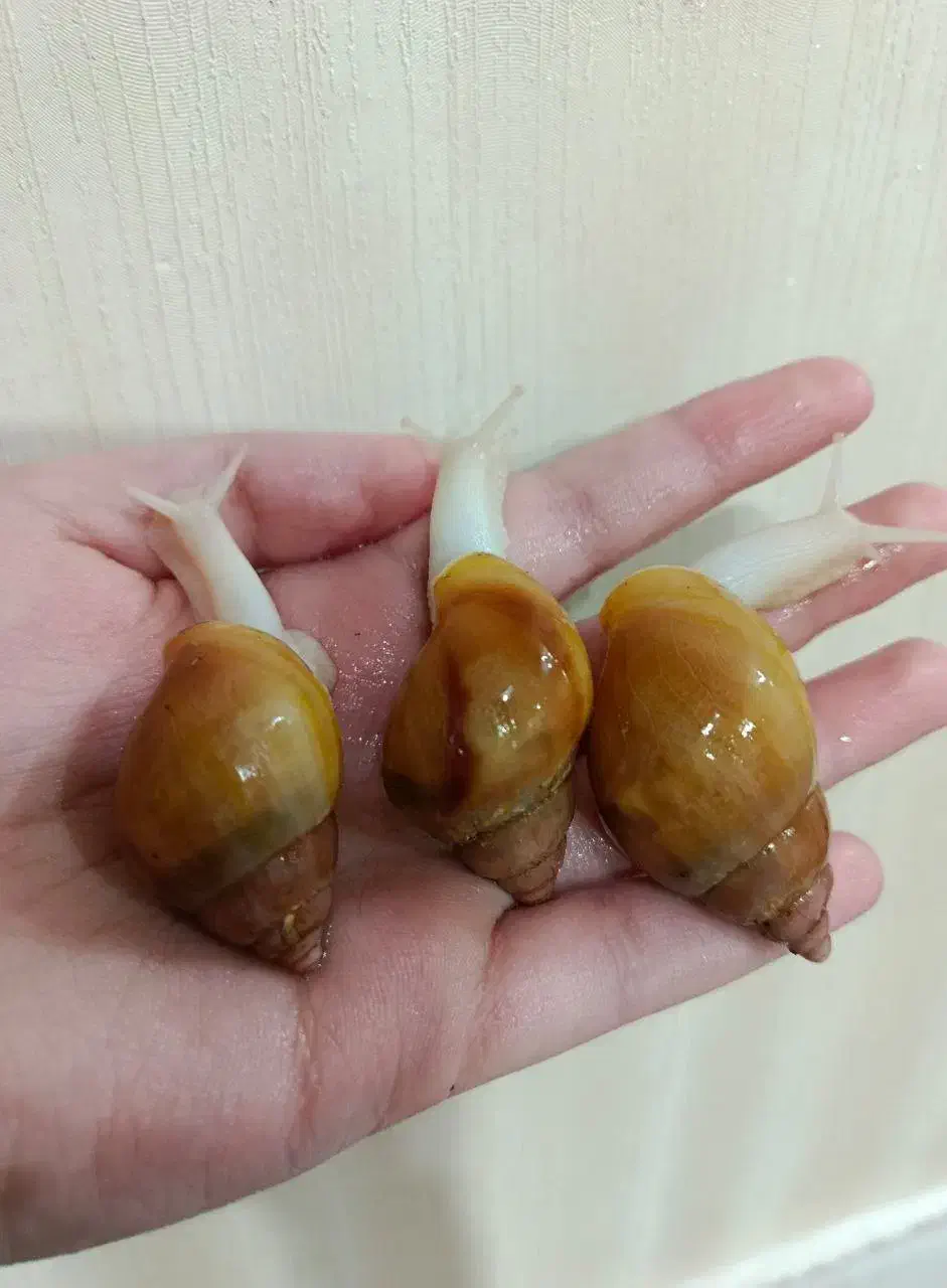 حلزون آچاتینا|خزنده|شیراز, قدوسی غربی|دیوار