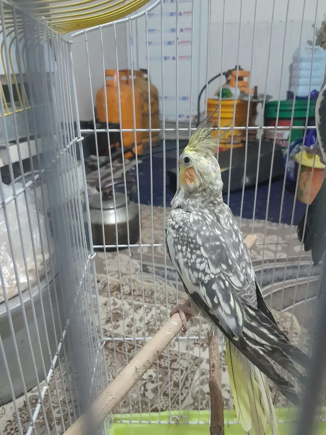 بوشهر چغادک|پرنده|چغادک, |دیوار