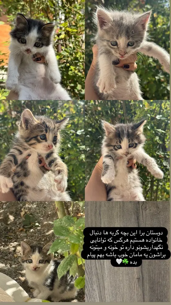 گربه|گربه|تبریز, |دیوار