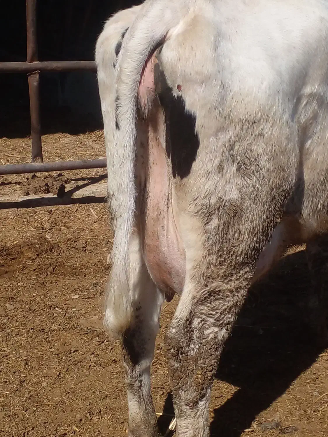 گاو گوساله|حیوانات مزرعه|مرودشت, کناره|دیوار