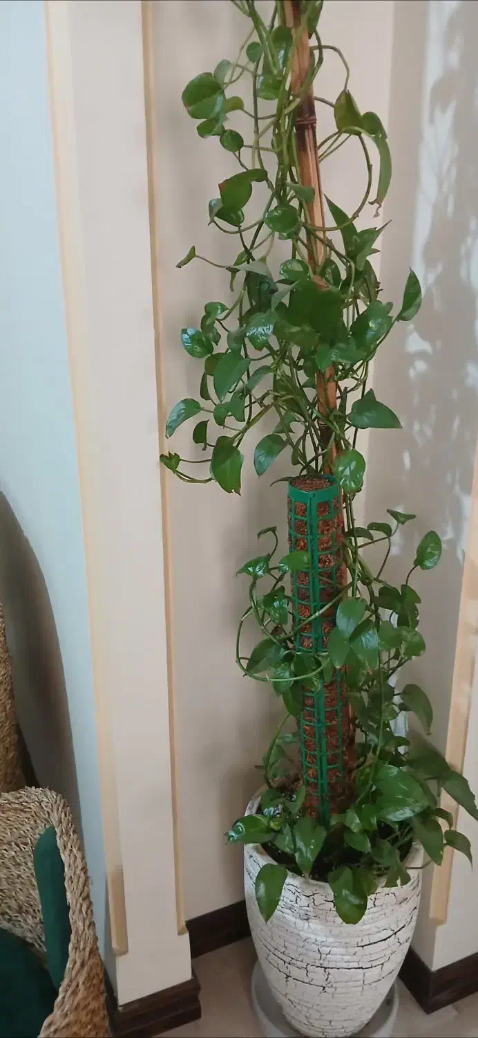 گل پتوس|گل و گیاه طبیعی|قدس, معادن شن و ماسه|دیوار