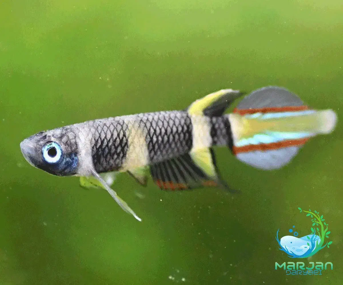 ماهی کیلی دلقک|ماهی|سراب, |دیوار