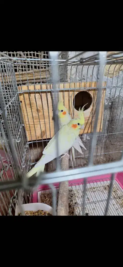 عروس هلندی با جوجه لوتینو|پرنده|جاسک, |دیوار