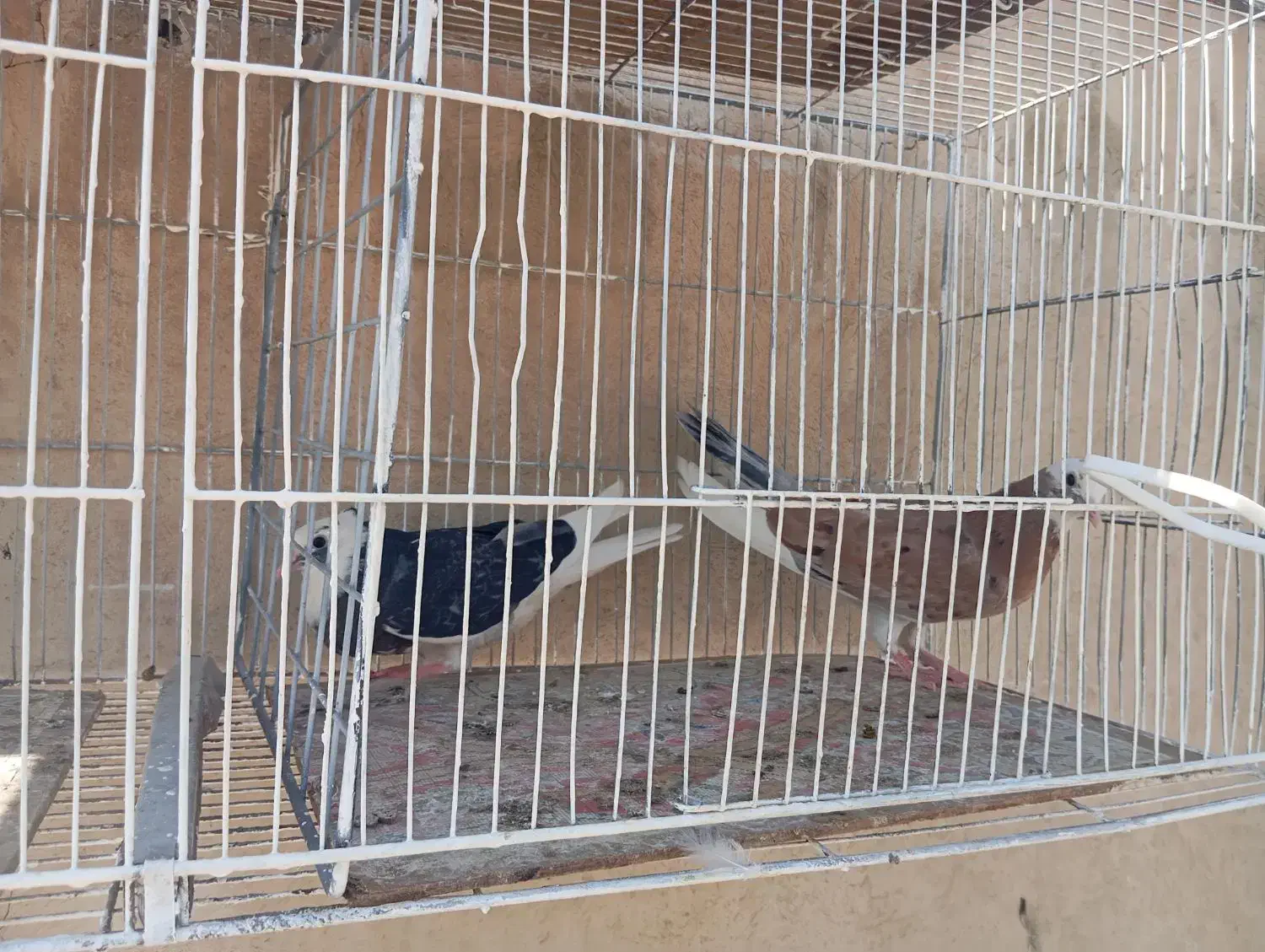 کبوتر   ابلق.|پرنده|اصفهان, باغ زرشک|دیوار