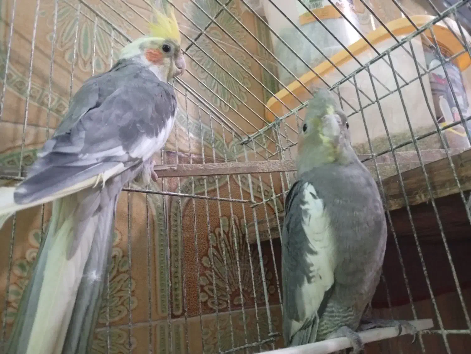 عروس هلندی|پرنده|سراوان, |دیوار