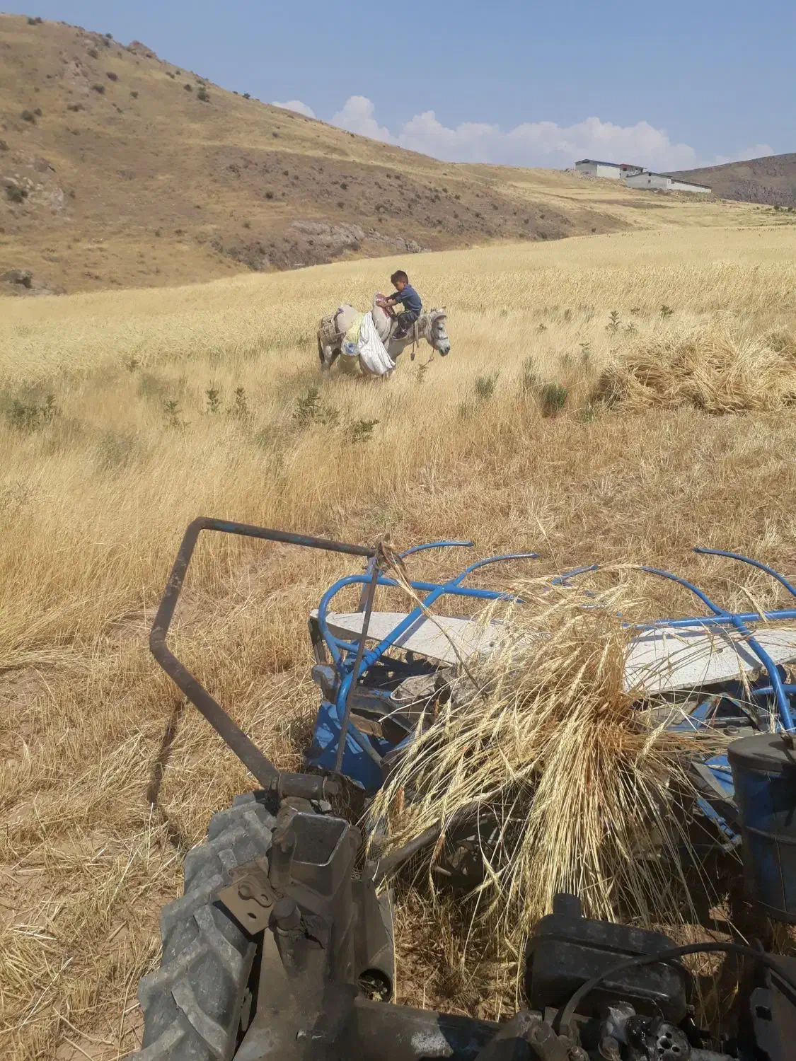 گندم|عمده‌فروشی|کوهین, |دیوار