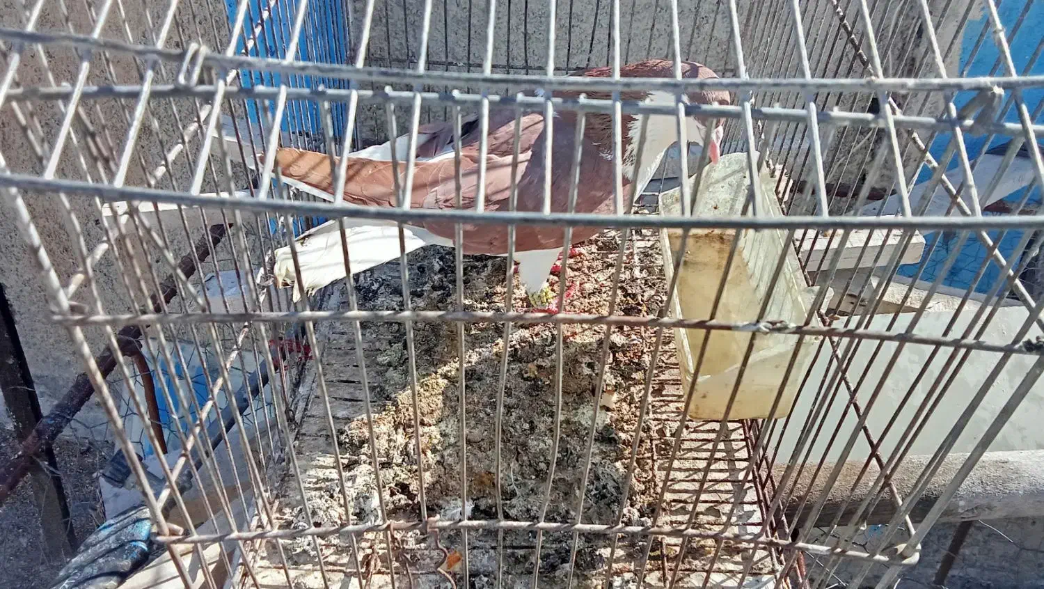 ساده نر|پرنده|شیروان (خراسان), |دیوار