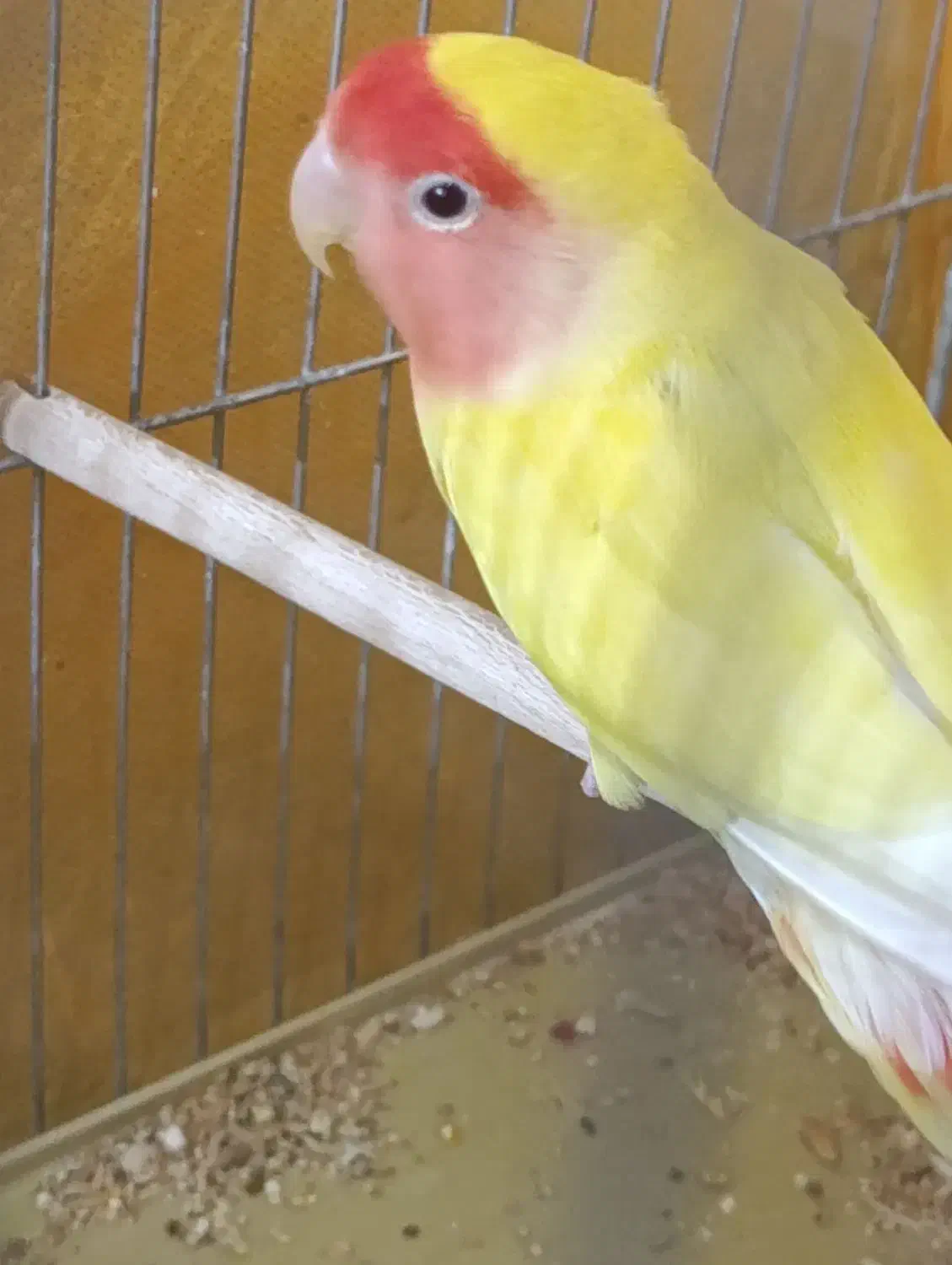 کوتوله مولد|پرنده|مبارکه, |دیوار