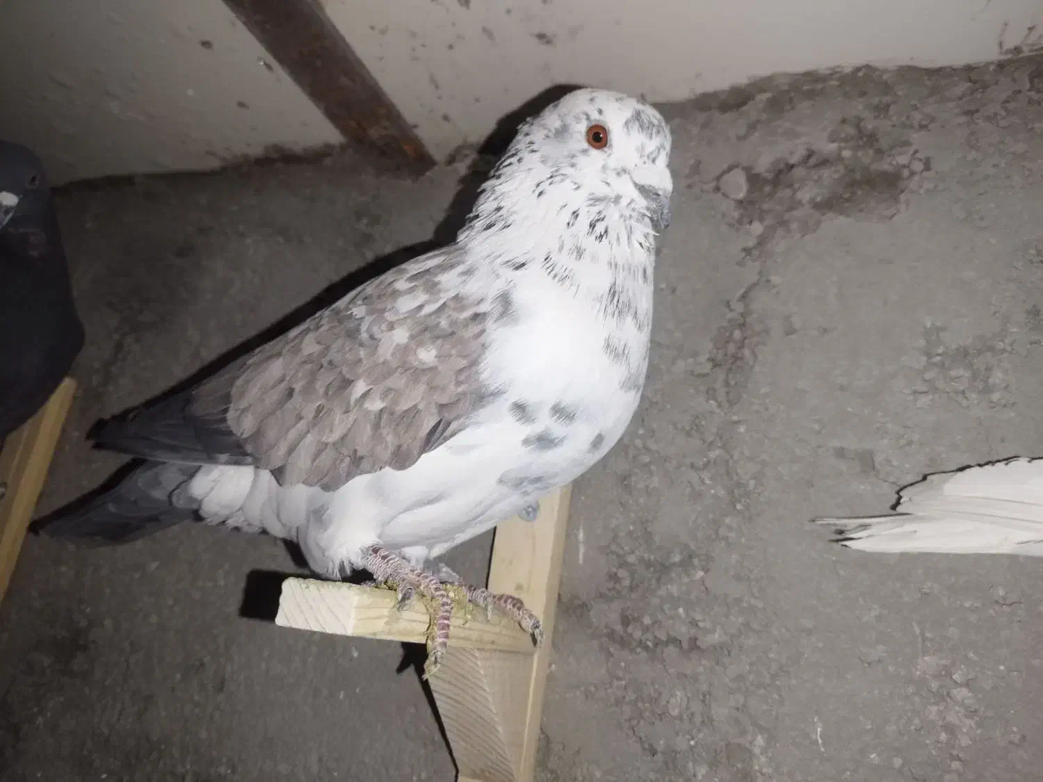 پلاکی ۴عددنرزرنگ|پرنده|شیراز, گویم|دیوار