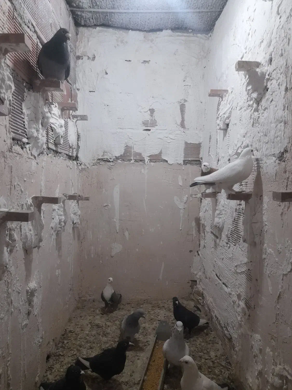 کبوتر|پرنده|یزدان شهر, |دیوار