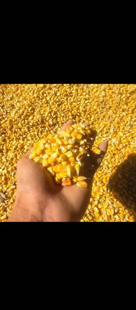 فروشخوراکداموطیور|عمدهفروشی|شهرکرد, |دیوار