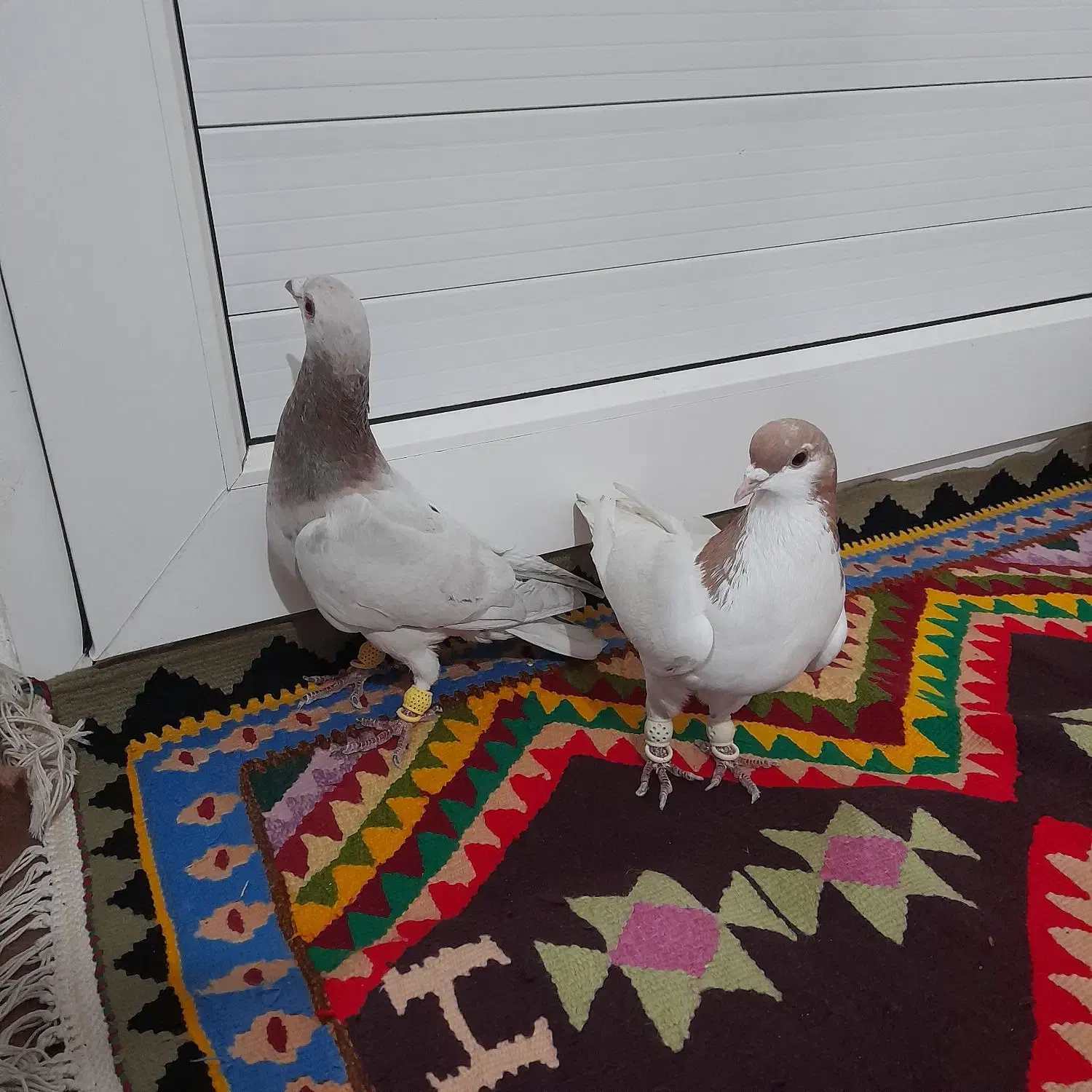 کبوتر|پرنده|دشتابی, |دیوار