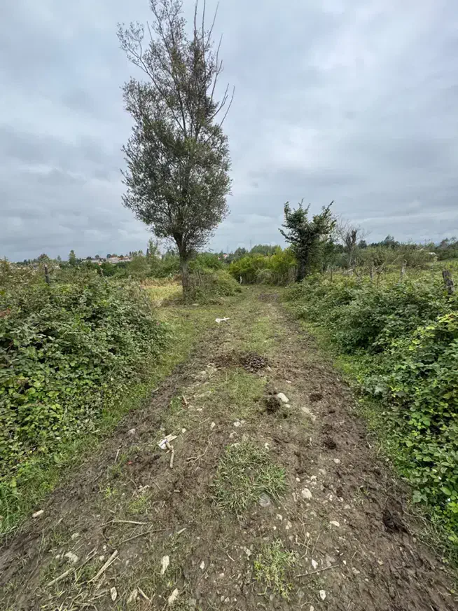 مزرعه سنتی ۳۳۶۰متری/راه سر مزرعه/اب دارد|فروش دفتر صنعتی، کشاورزی، تجاری|رضوانشهر, |دیوار