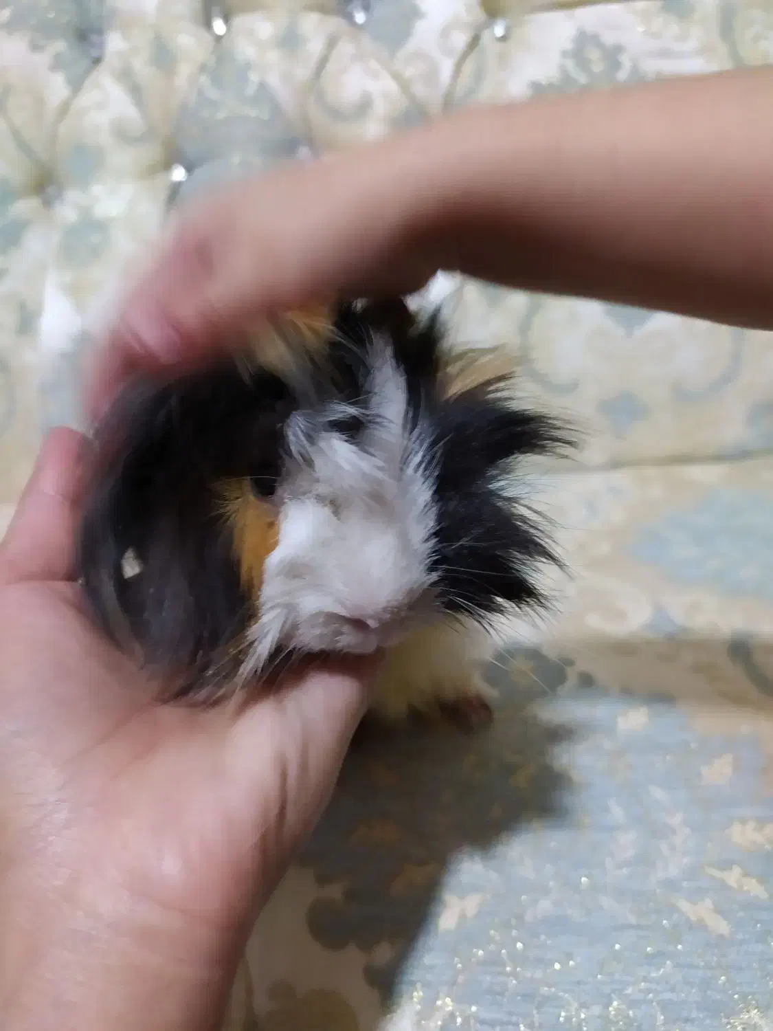 خوکچه فشن|موش و خرگوش|سهند, |دیوار