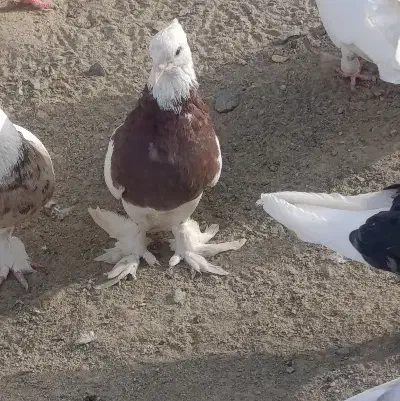 اگهی بخون|پرنده|کهنوج, |دیوار