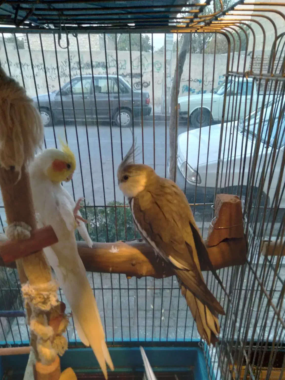 عروس هلندی|پرنده|فردیس, سپید دشت|دیوار