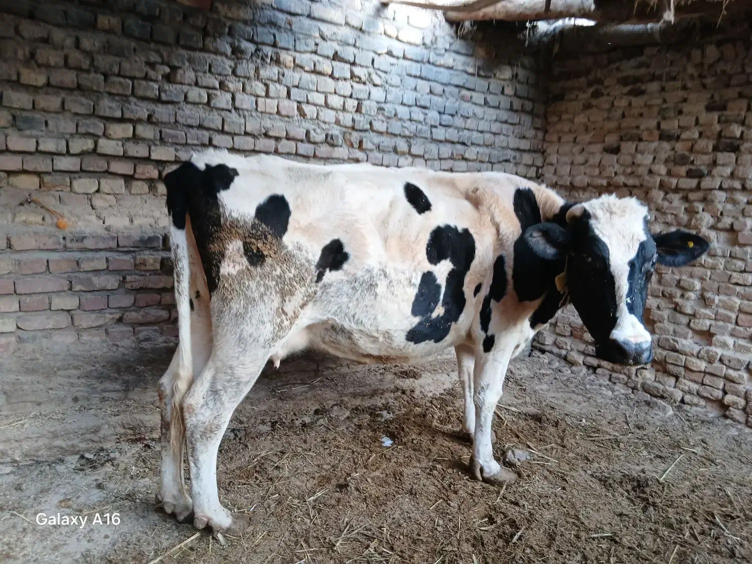 گاو|حیوانات مزرعه|زابل, |دیوار