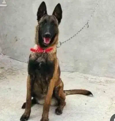 مالینویز بلک فیس نر|سگ|فردیس, شهرک گلها|دیوار