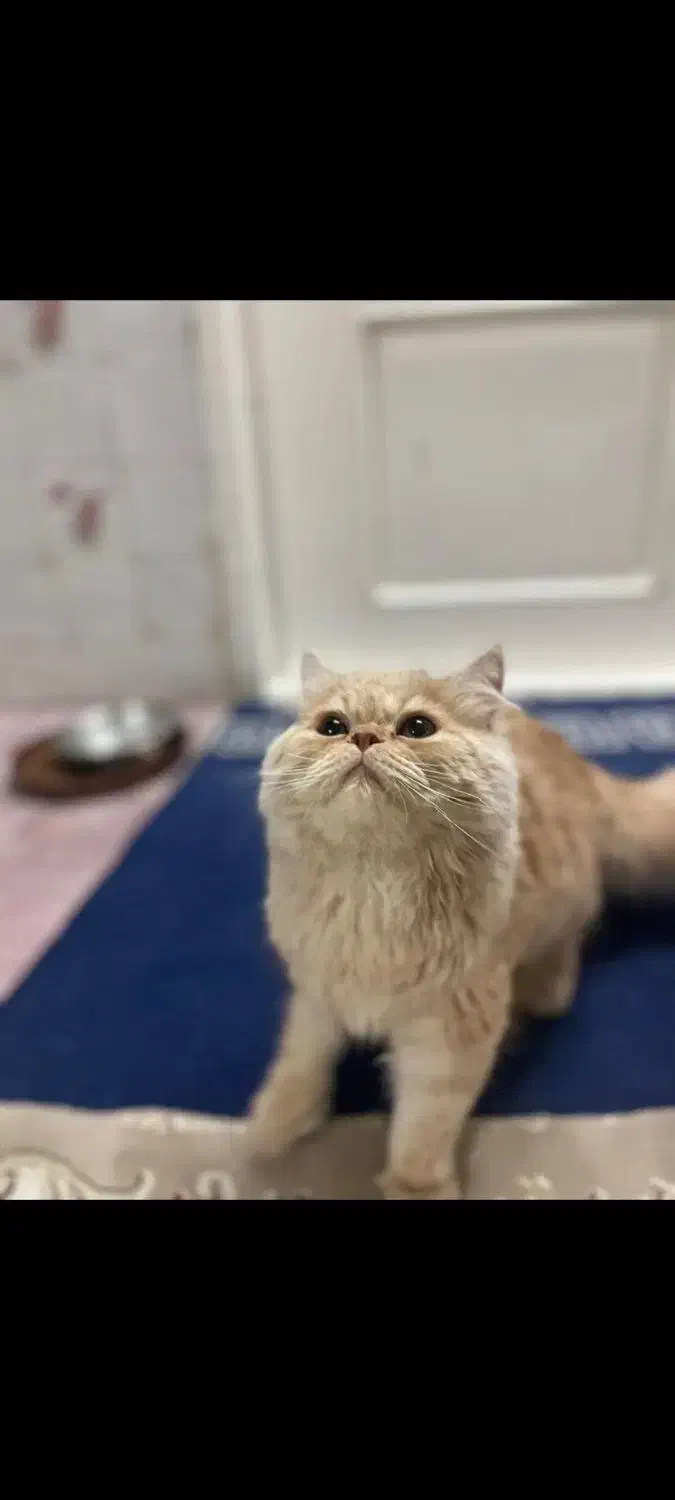 گربه پرشین|گربه|کاشان, پاقپان|دیوار