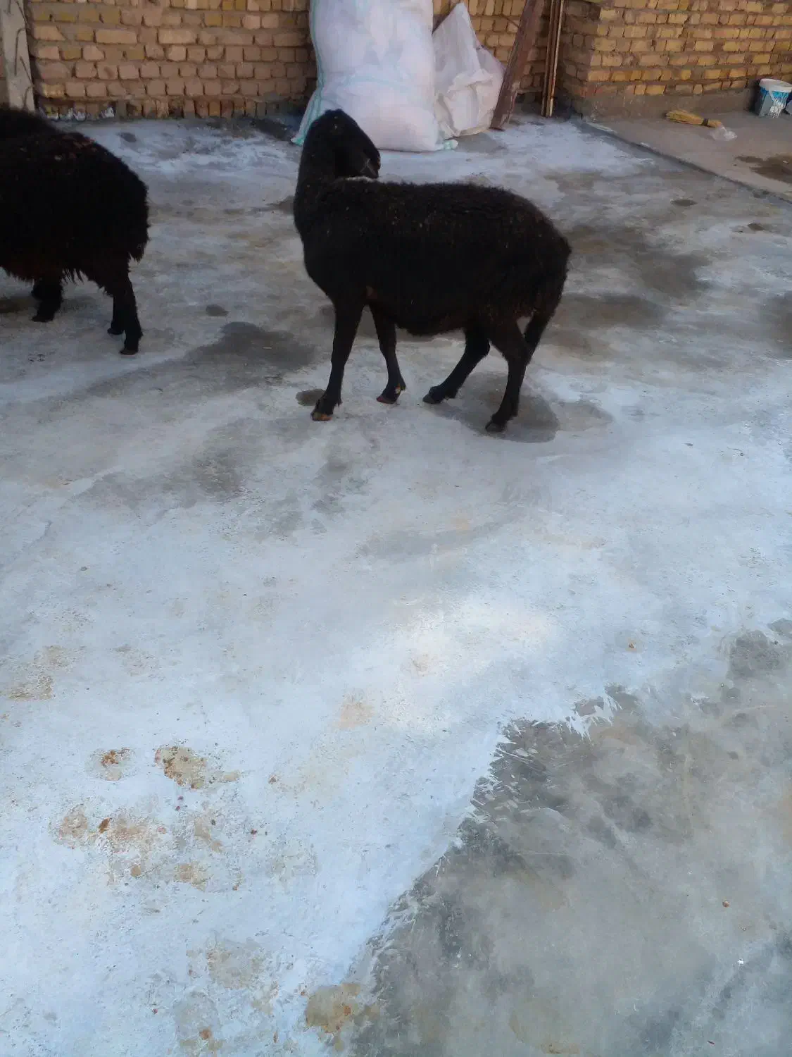 فروش میش جوان|حیوانات مزرعه|قیدار, |دیوار