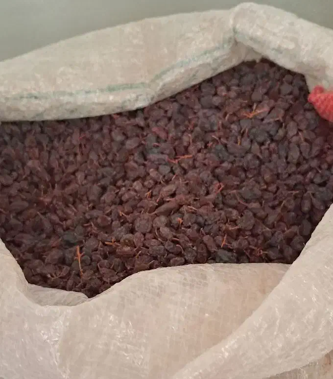 کشمش پلویی امسال|خوردنی و آشامیدنی|قدس, شهرقدس|دیوار