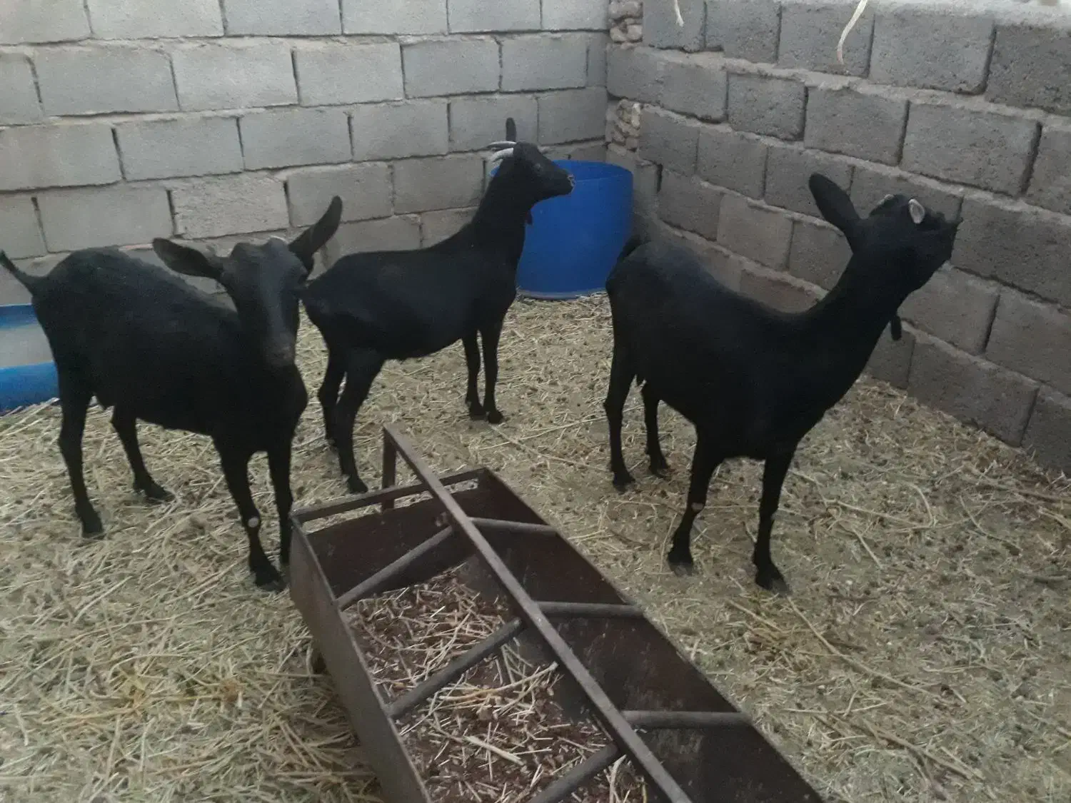 فروش گوسفند|حیوانات مزرعه|زرند, |دیوار