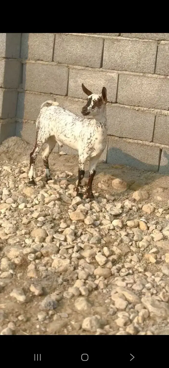 بز داشت|حیوانات مزرعه|جم, |دیوار