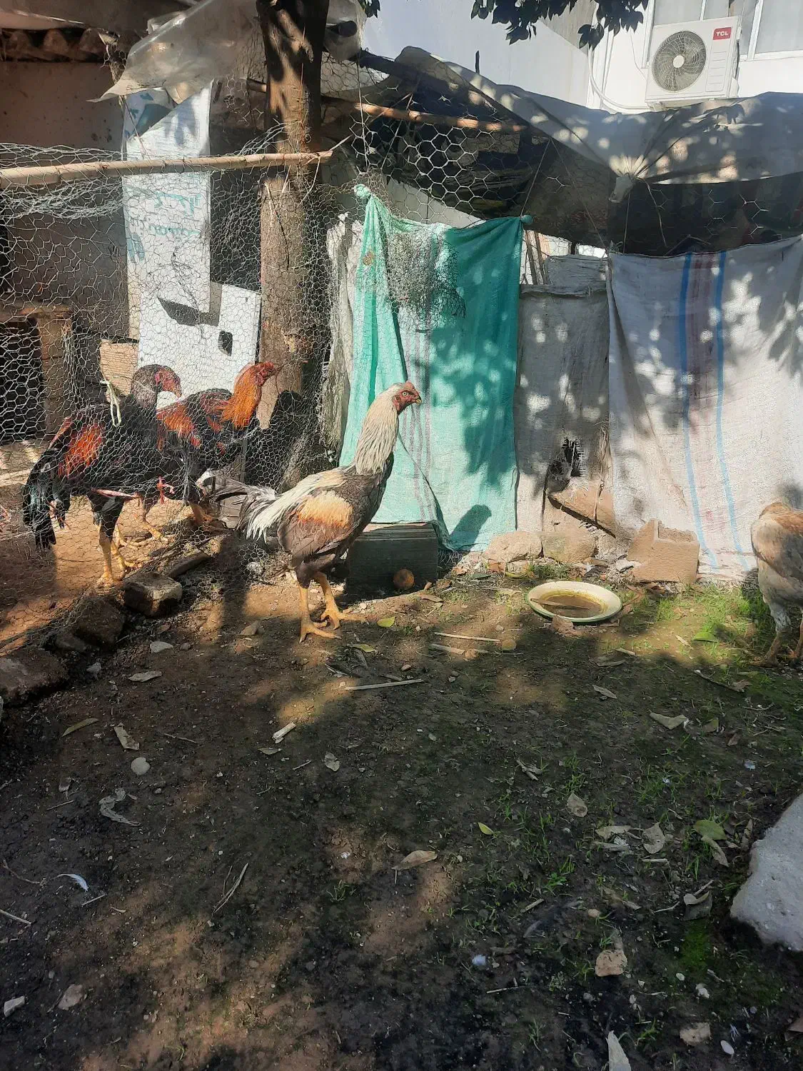 فروش سه عددمرغودوعددخروس نژاد دار لاری|حیوانات مزرعه|امیرکلا, |دیوار