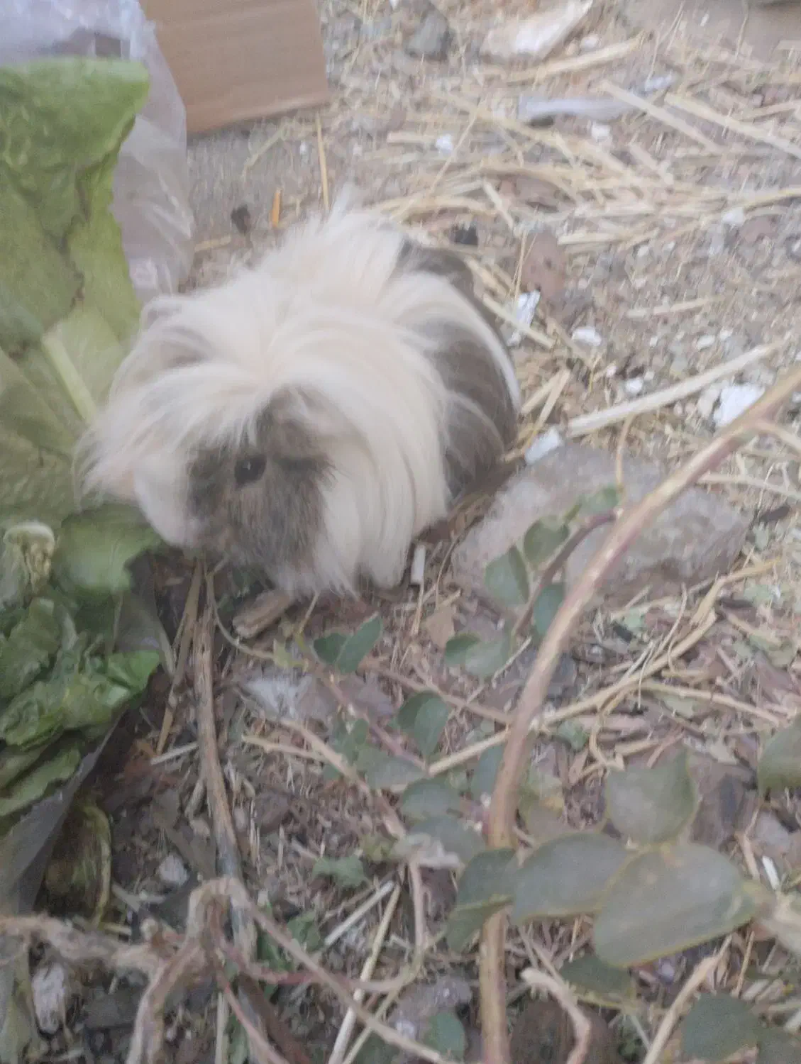 خوکچه هندی|موش و خرگوش|اسدآباد, |دیوار