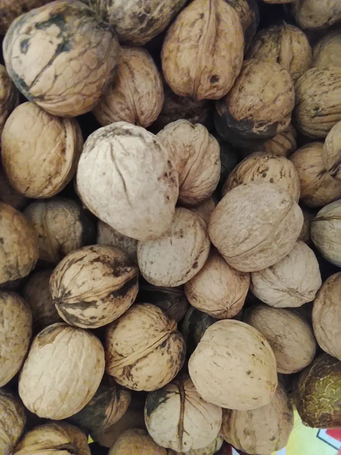 گردو|خوردنی و آشامیدنی|الشتر, |دیوار