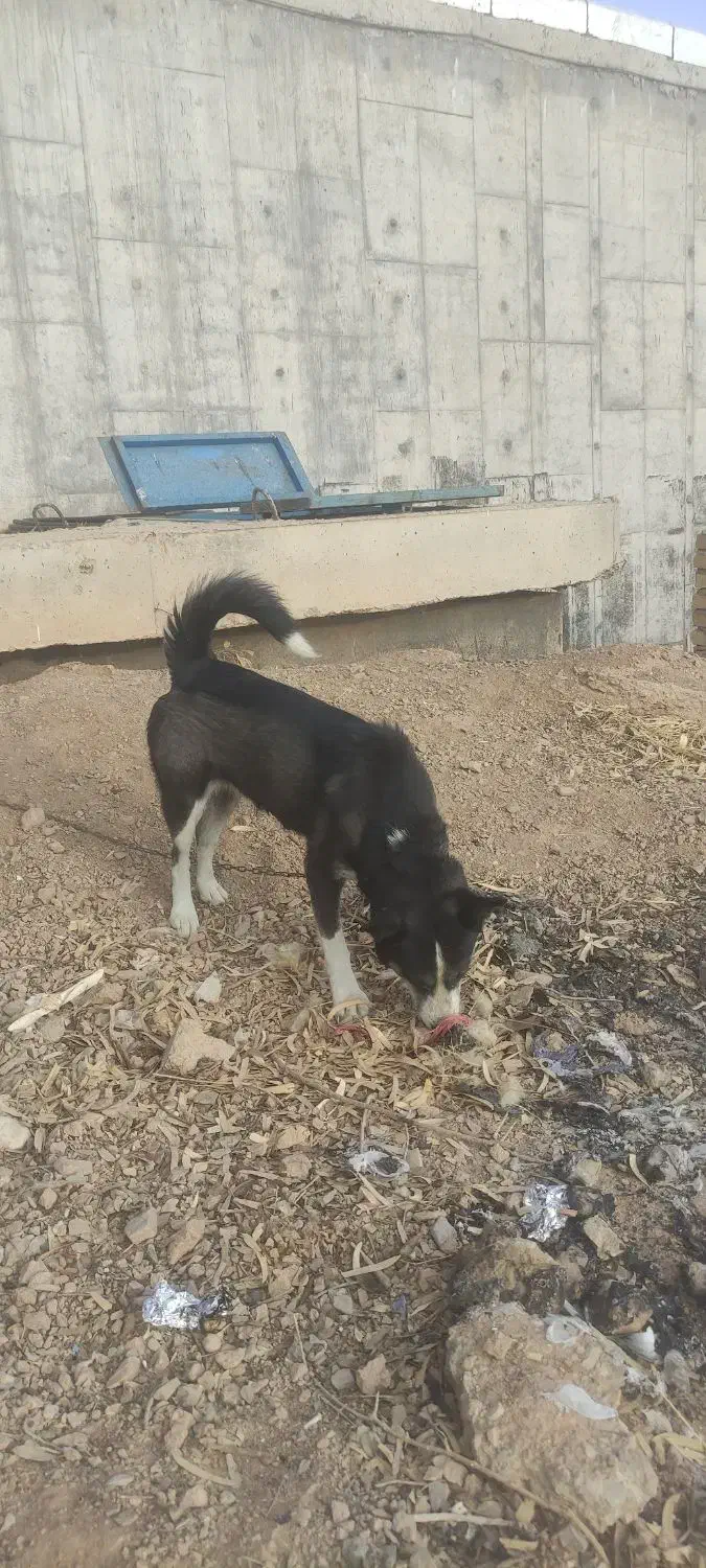 سگ هاسکی|سگ|ساوه, |دیوار