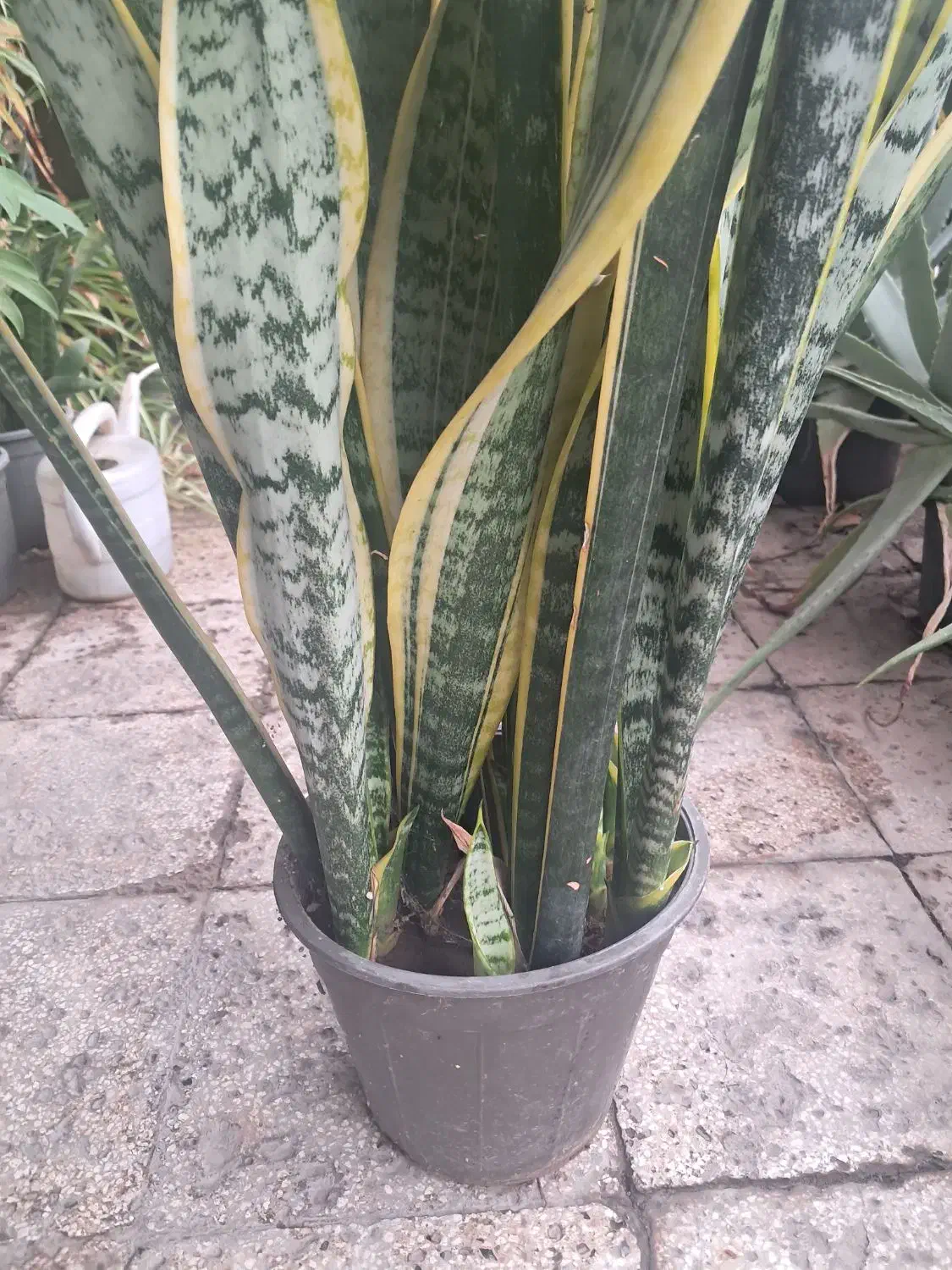 سانسوریا ابلق|گل و گیاه طبیعی|خوی, |دیوار