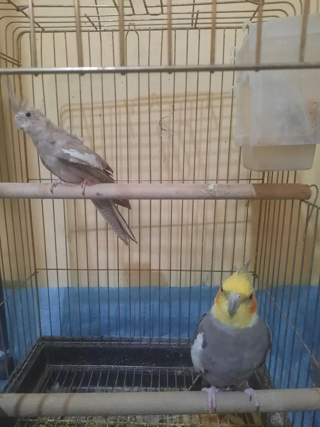 جفت مولده کارداده وتضمینی|پرنده|فردوسیه, |دیوار