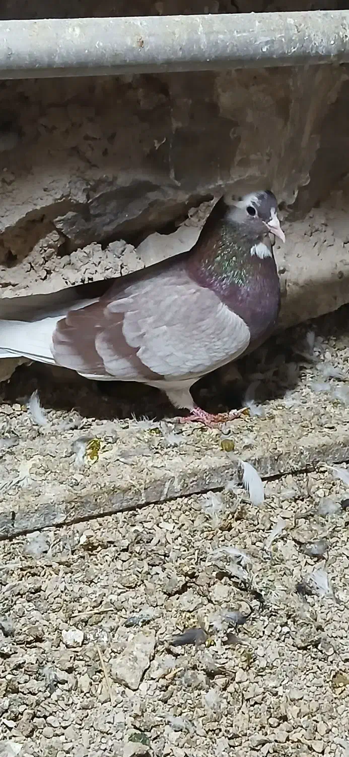 کبوتر زوردار|پرنده|چرداول, |دیوار