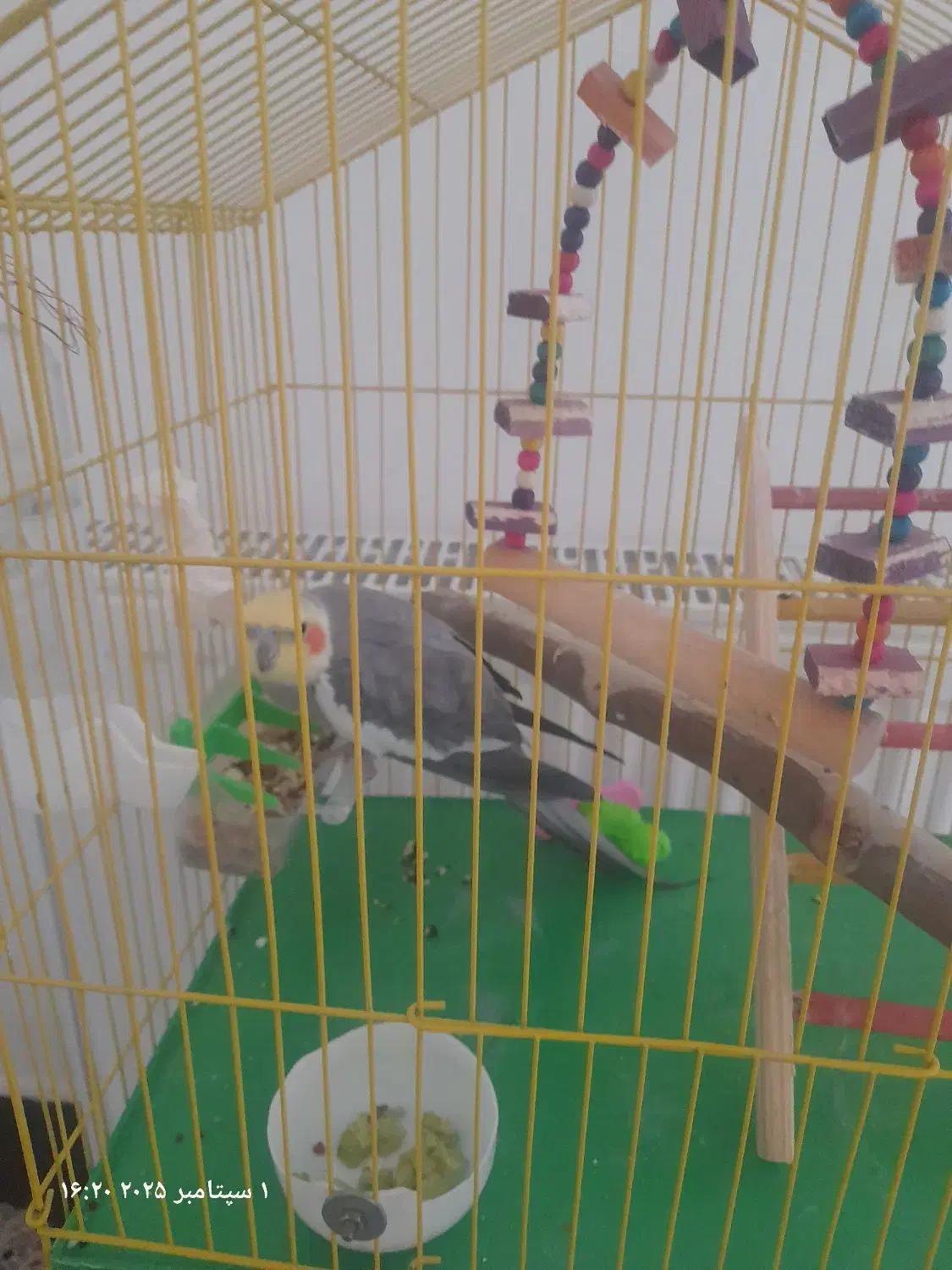 عروس هلندی|پرنده|هشتگرد, شهرک فرهنگیان|دیوار