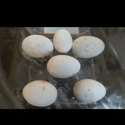 تخم غاز|حیوانات مزرعه|اشنویه, |دیوار