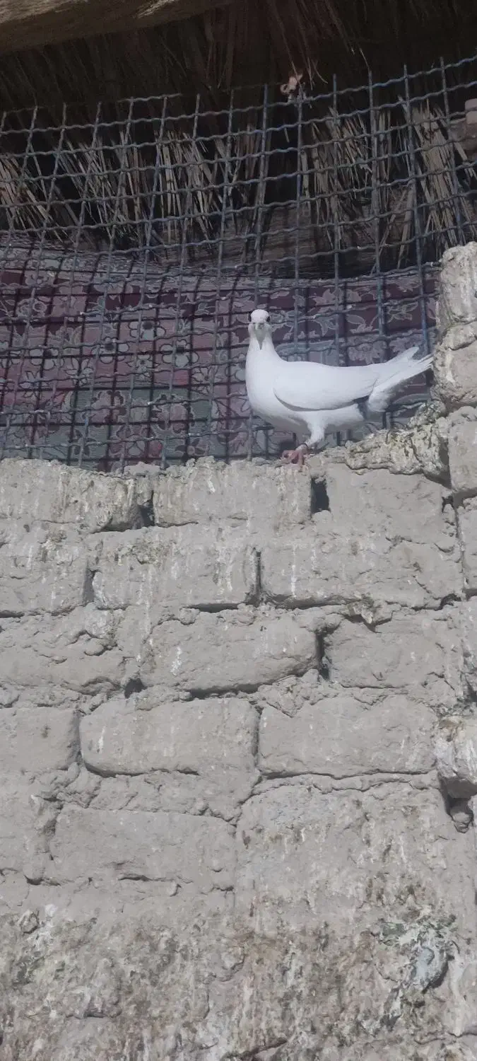 دوکت|پرنده|سراوان, |دیوار