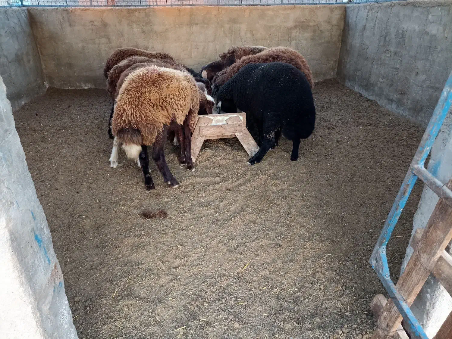 بره.توقلی.گوسفند|حیوانات مزرعه|سیمین شهر, |دیوار