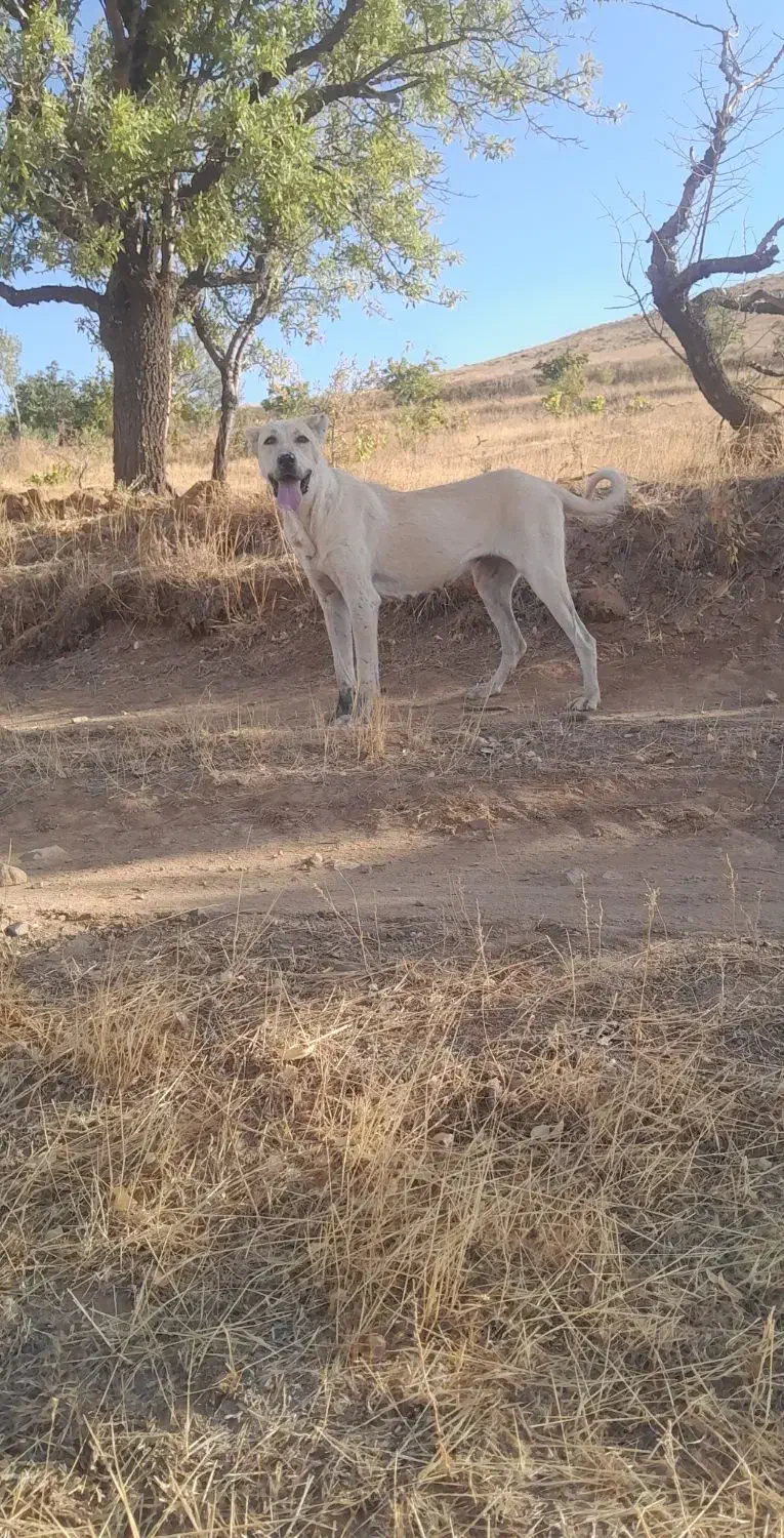 ماده عراقی|سگ|ابهر, |دیوار