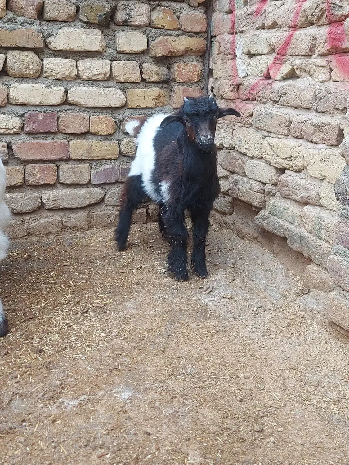 بزغاله نرو ماده|حیوانات مزرعه|کنگاور, |دیوار