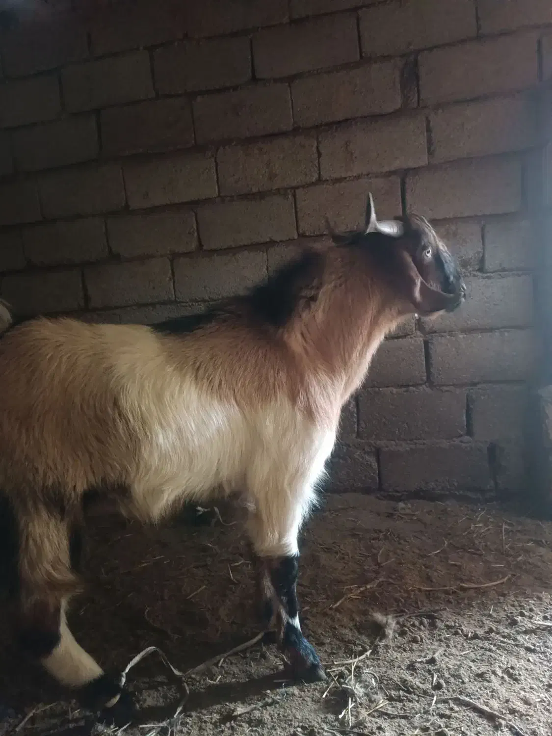 کره نر|حیوانات مزرعه|زرند, |دیوار