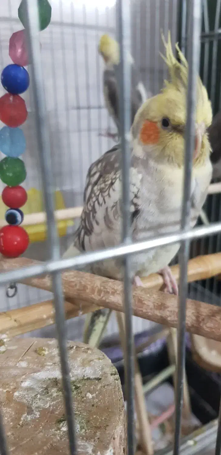 عروس هلندی دستی سخنگو ...|پرنده|ری, دولت‌آباد|دیوار