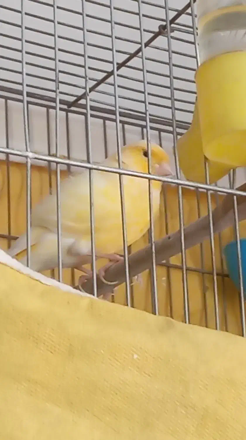 قناری|پرنده|پاکدشت, پاکدشت (مامازند)|دیوار