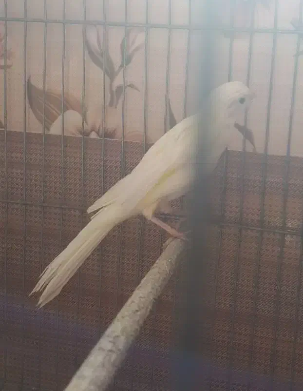 قناری|پرنده|شاهینشهر, پاسداران|دیوار