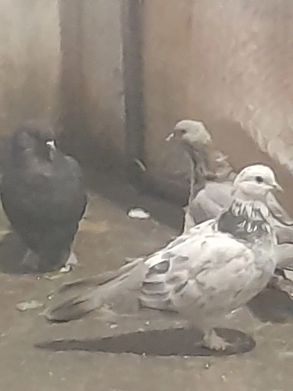 کبوتر تر کیه ای|پرنده|بروجن, |دیوار