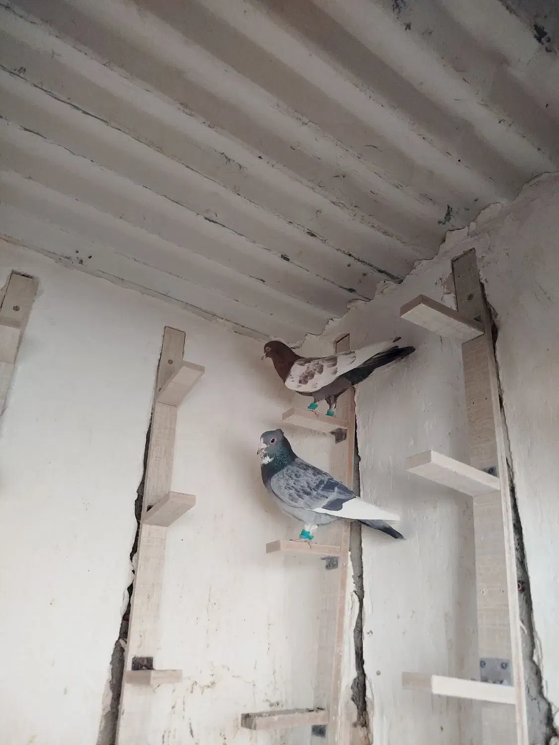 کبوتر|پرنده|رفسنجان, |دیوار