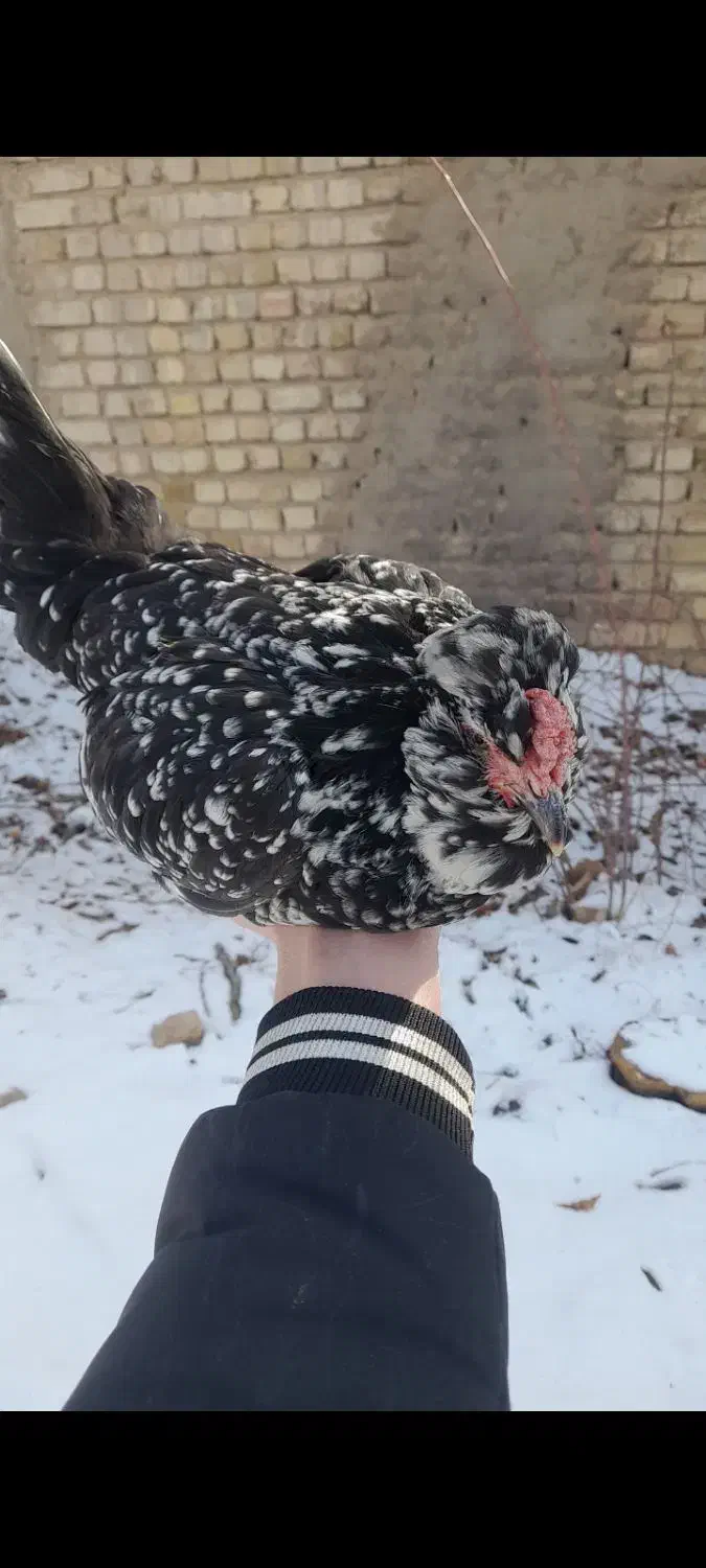 مرغ گلین خال سوزنی|حیوانات مزرعه|تهران, جردن|دیوار