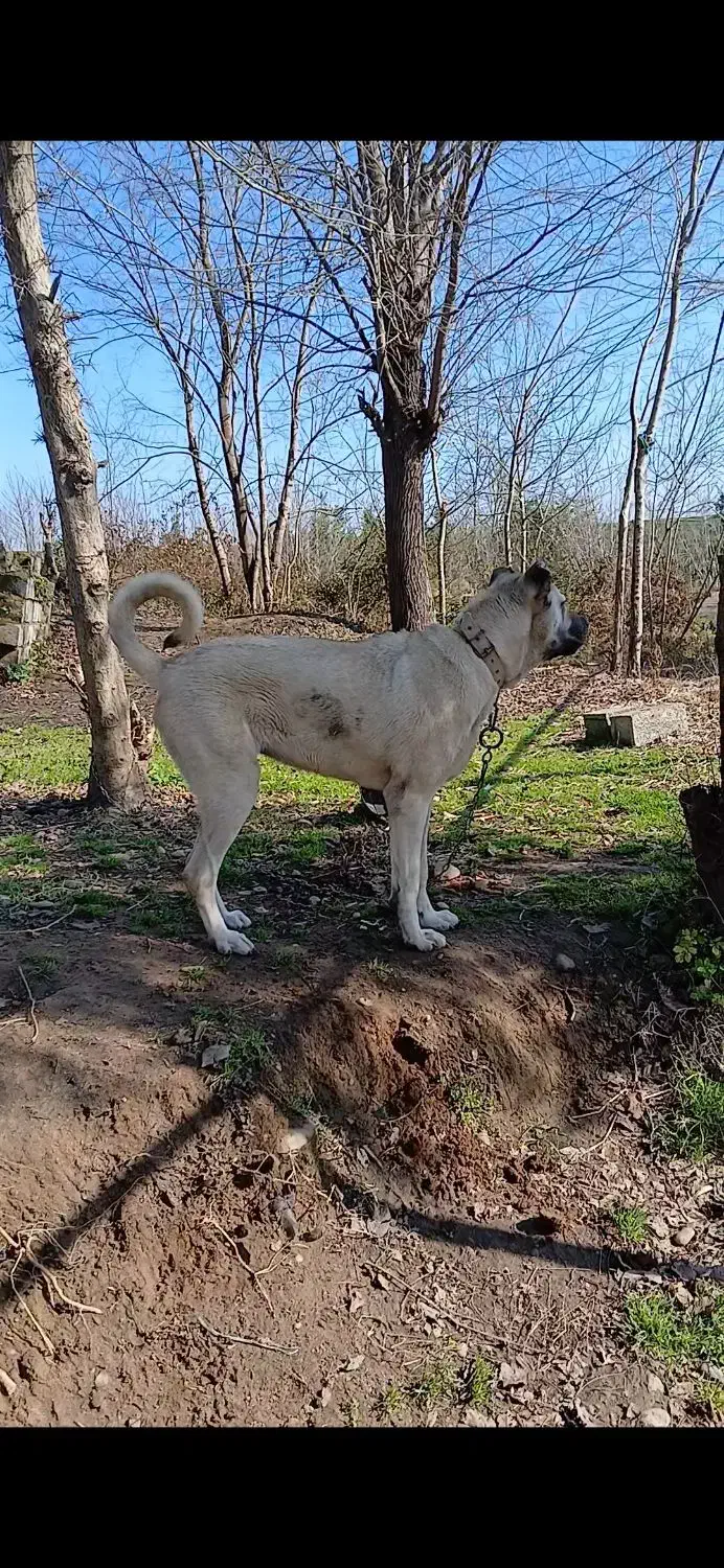 فروش سگ سرابی|سگ|املش, |دیوار