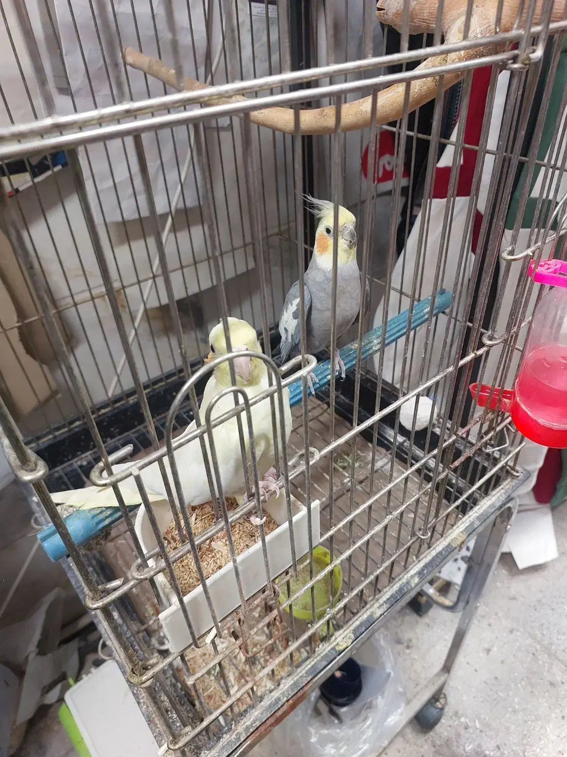 جفت عروس هلندی|پرنده|ری, شهادت|دیوار