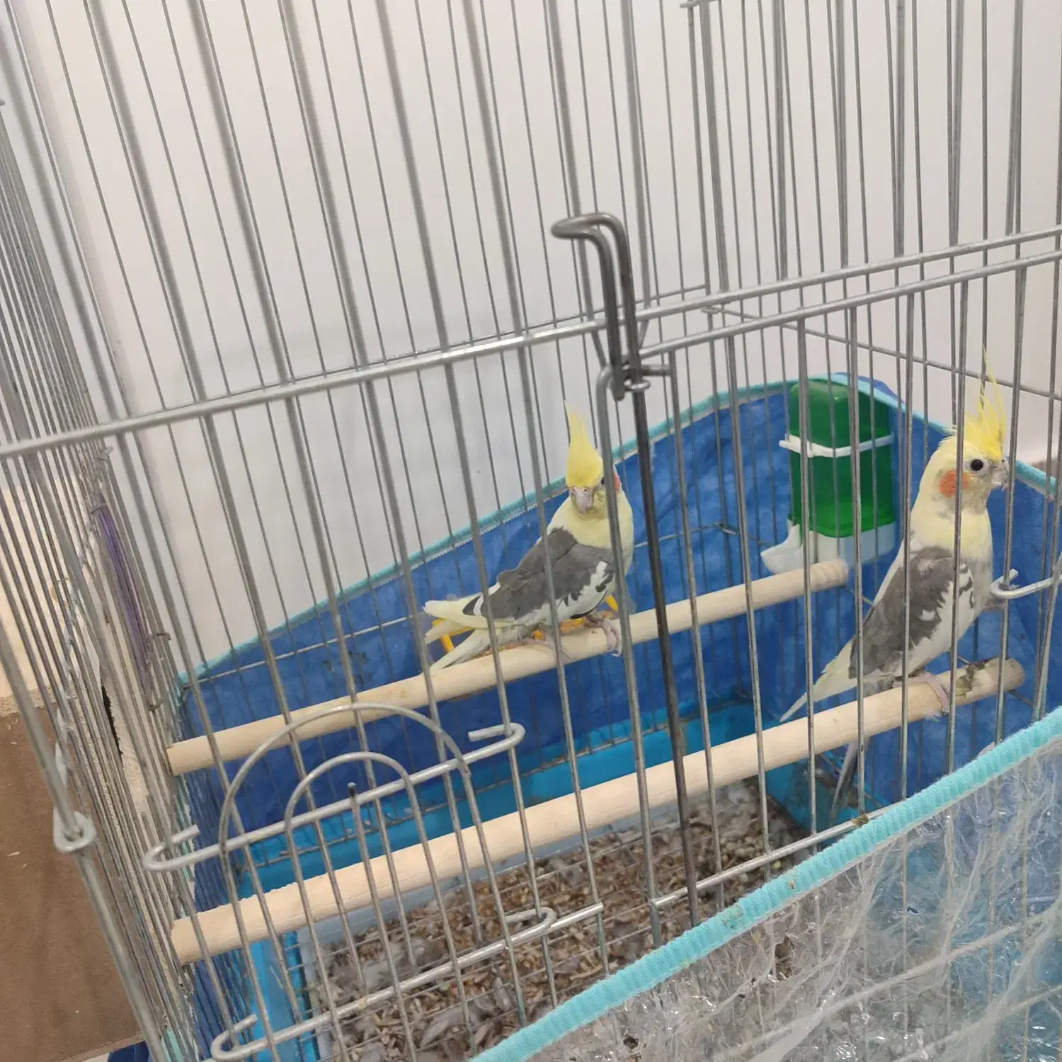 عروس هلندی جفت نرماده|پرنده|برازجان, |دیوار